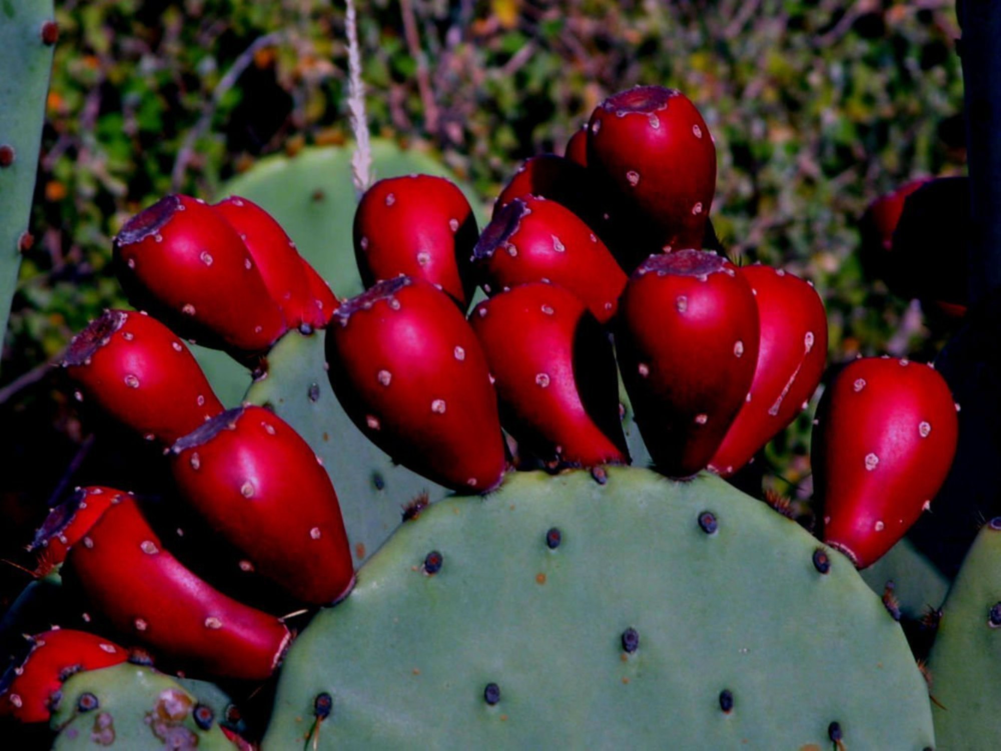Red Prickly Pear Cactus Extract,