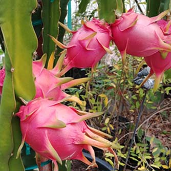 hanging-dragon fruit